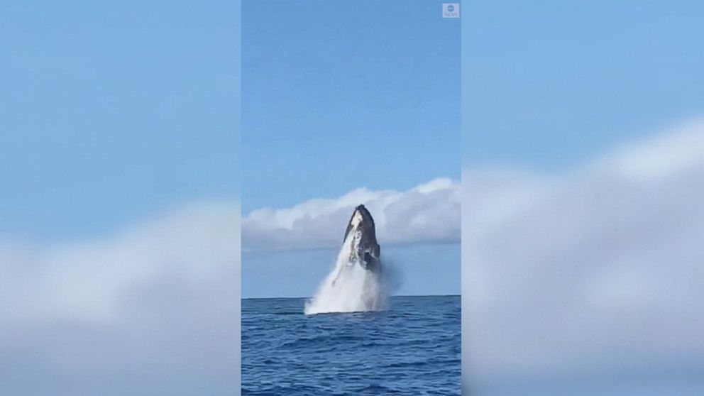 Video Paddle Boarders See Close Up Whales Breach ABC News   190219 Social Paddle Whale MIX HpMain 16x9 992 