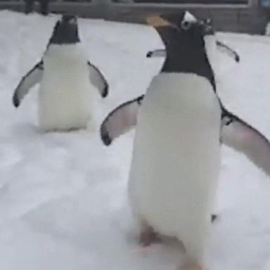 VIDEO: These penguins played in the snow at a zoo in Pittsburgh.