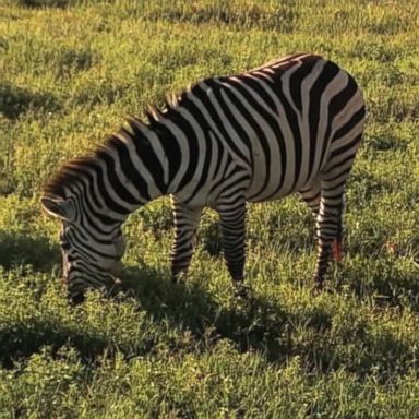 VIDEO: Researchers dressed up horses to look like zebras to prove that stripes serve as an insect repellant.