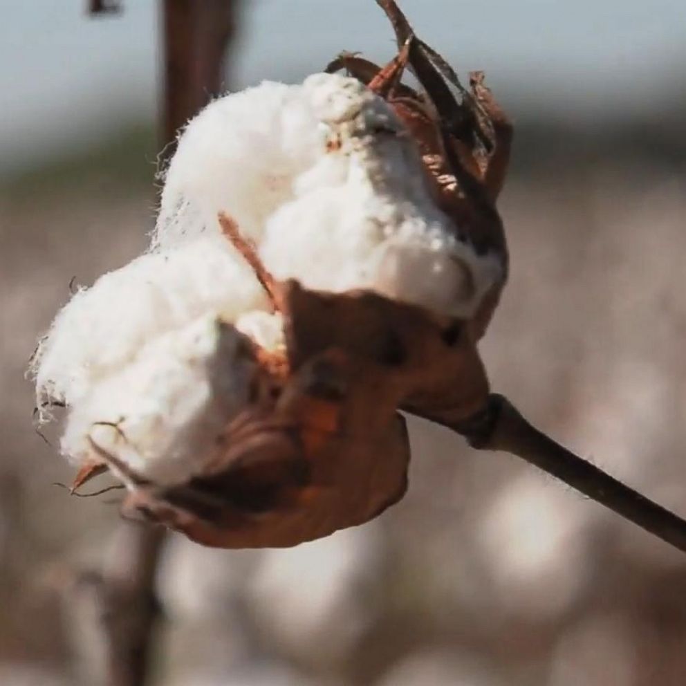 Parents Outraged After 5th Graders In South Carolina Pick Cotton