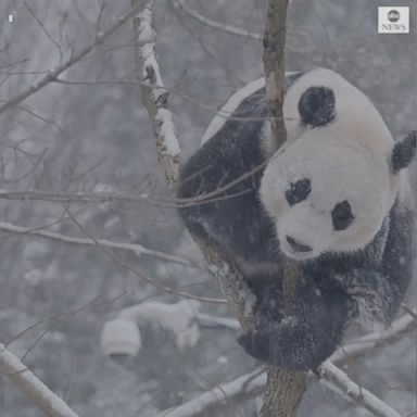 VIDEO: Giant pandas at the Smithsonian National Zoo tumble in the snow, taking advantage of the chilly conditions that hit the D.C. area.