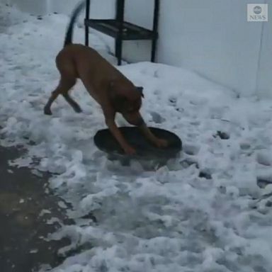 VIDEO: Dog takes himself sledding