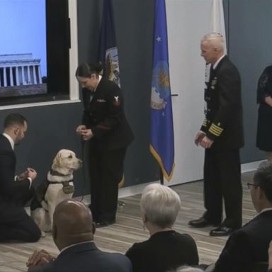 VIDEO: Sully the service dog's next mission 