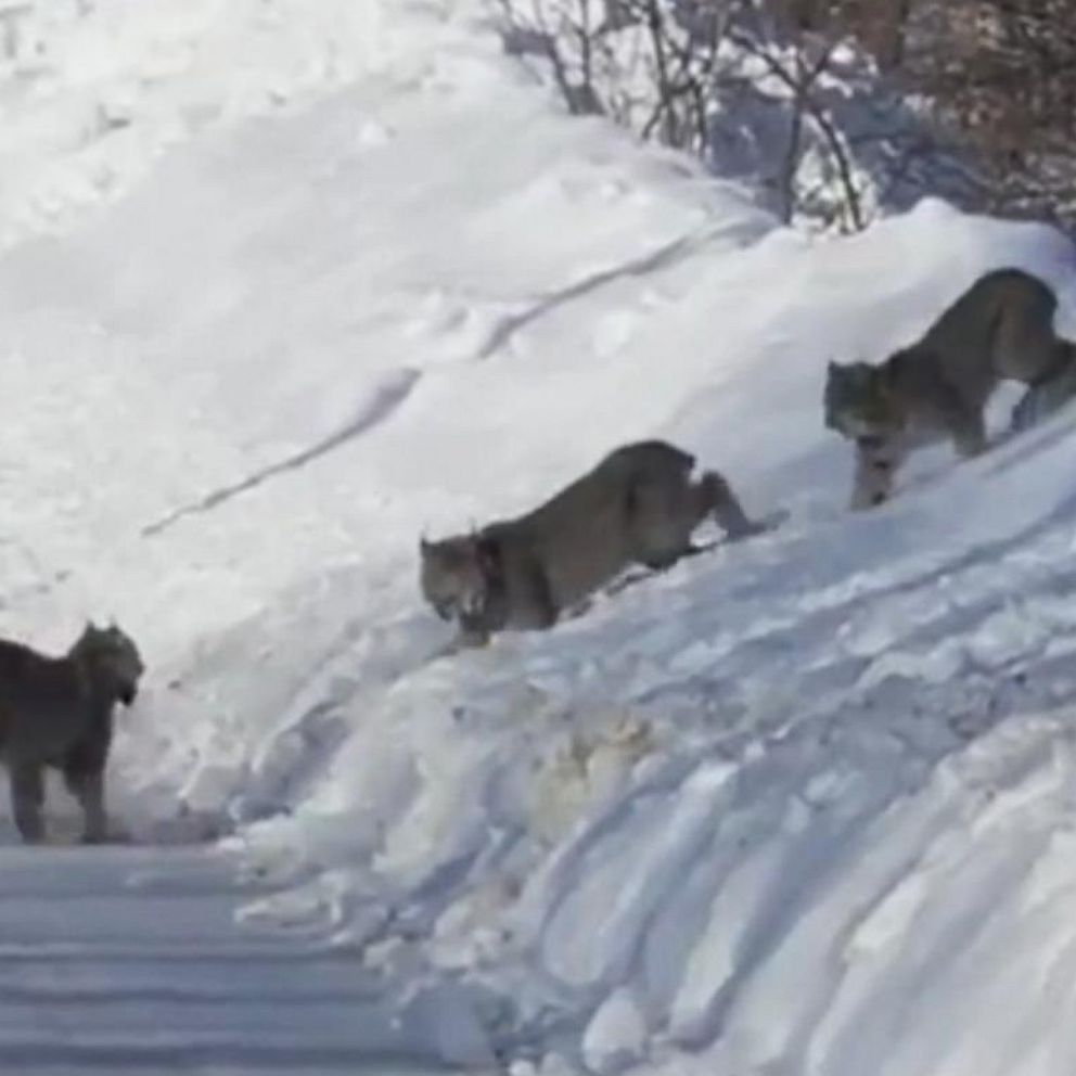 Three lynxes cross the road in Maine - Good Morning America