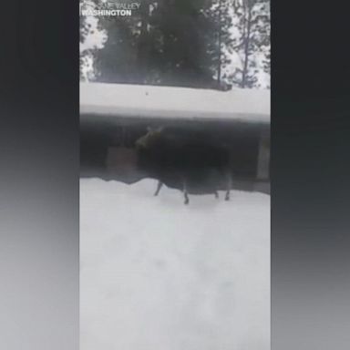 VIDEO: Washington woman taken aback when she was about to exit her vehicle and saw a moose and its calf on a winter stroll down the street.