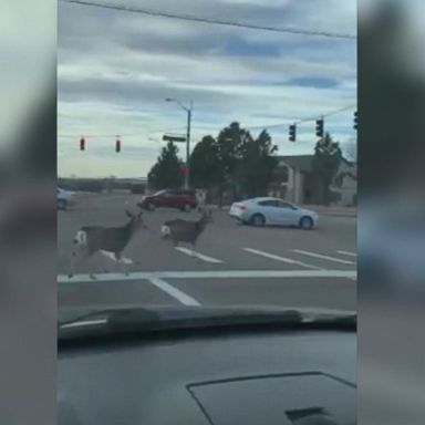 VIDEO: The moment of pedestrian civility took place at an intersection in Colorado Springs, Colorado.