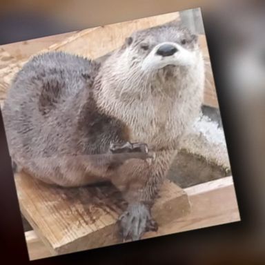 VIDEO: Caretakers at Animal Edventures Sanctuary in Coats, North Carolina, awoke Monday morning to find the door to its otter enclosure wide open and its three inhabitants missing.