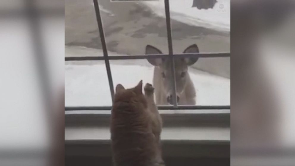 Deer Cat