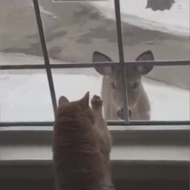 VIDEO: A 20-year-old cat shared a sweet moment with a deer as it was staring out the window.