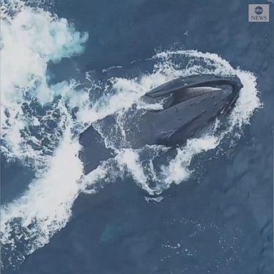 VIDEO: Humpback whales were seen in stunning aerial footage jumping from the sea to catch fish as dolphins swam around them.