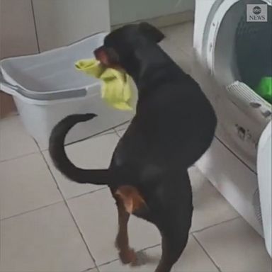 VIDEO: A German pinscher was determined to finish household chores by moving clothes out of the washing machine and into the laundry basket.