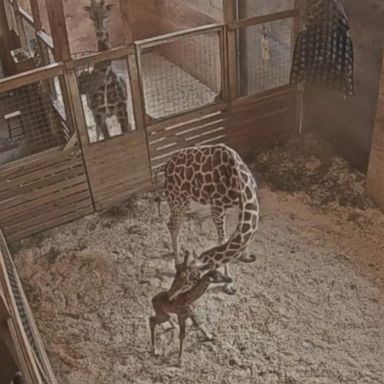 VIDEO: The Animal Adventure Park in Harpursville, New York, said the healthy boy calf was on its feet in less than an hour and ready for nursing.