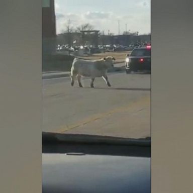 VIDEO: A cow on the loose stopped traffic in Noblesville, Indiana, as police attempted to chase down the rogue bovine.