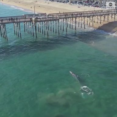 VIDEO: Whale gets up close and personal with onlookers at Newport Beach, California.