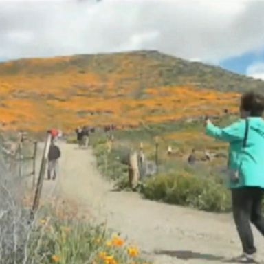 VIDEO: Officials in Lake Elsinore, California, called the number of people of visiting the golden-orange poppies "unbearable."