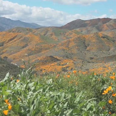 VIDEO: Crowds flock to California fields in what people are calling a 'superbloom'