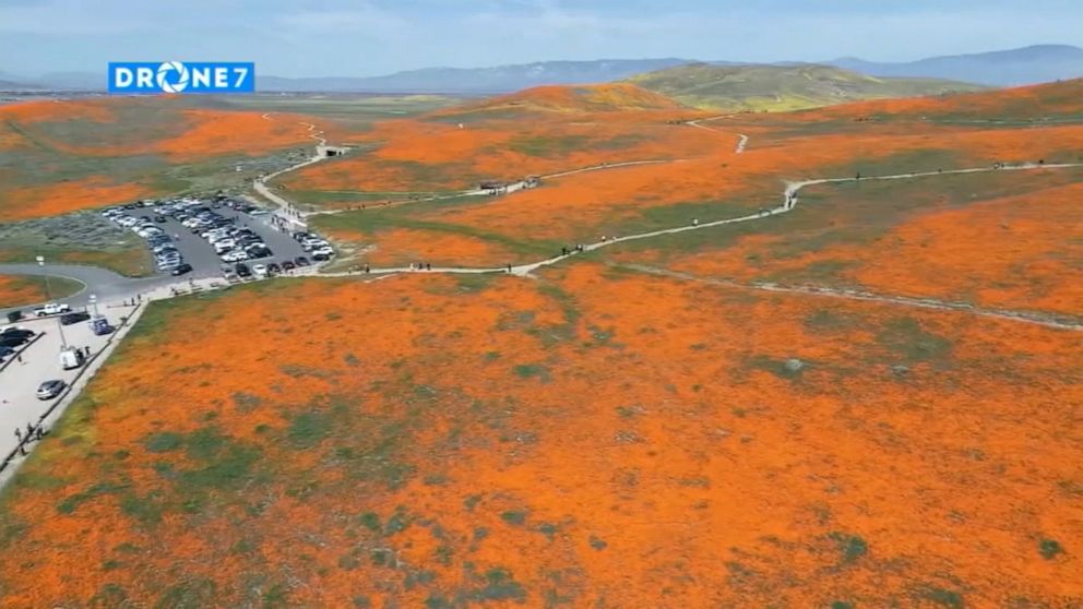 As California Poppy Fields Bloom Officials Search For Couple That Landed Helicopter On Reserve Abc News