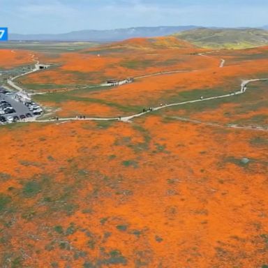 VIDEO: In an effort to protect the delicate flowers, officials at the Antelope Valley Poppy Reserve have be working hard to keep selfie-seeking guests on the paths and out of the fields.