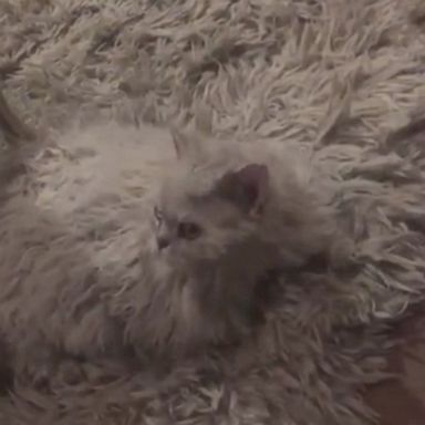 This feline isn't so easy to spot when resting atop a floor covering.