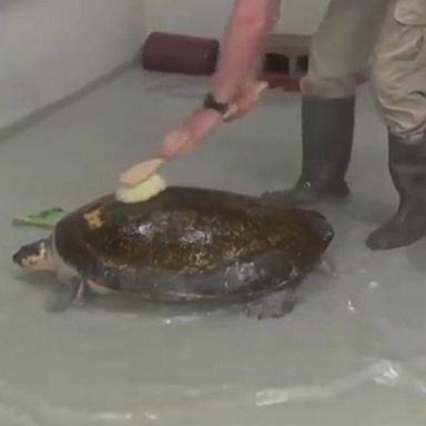 Onassis, a centenarian turtle at the Milwaukee County Zoo, gets some TLC from zoo staff - complete with a shell cleaning, of course.