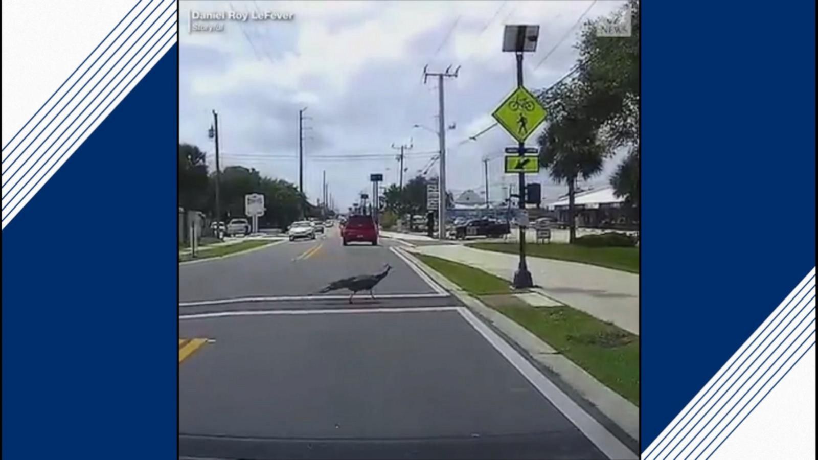 Proper peacock uses crosswalk like a law-abiding pedestrian - Good ...