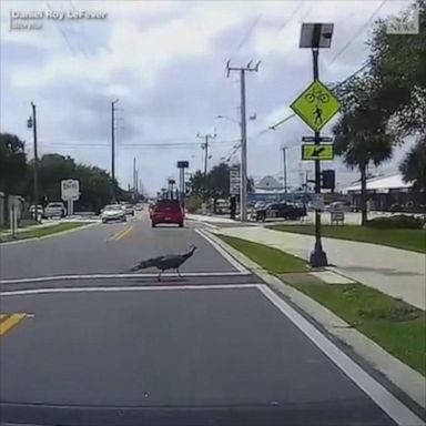 This very polite peacock appears to be abiding by the law - using the crosswalk to get to the other side of the road in Cape Canaveral, Florida.