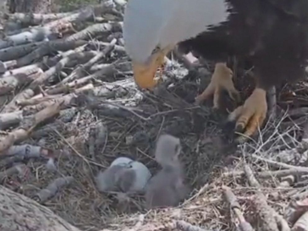 Eagles find it's not easy being green - ABC News