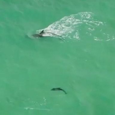 PHOTO: This playful dolphin mom swims rings around her newborn calf as she chases fish off the coast of St. Petersburg, Florida.