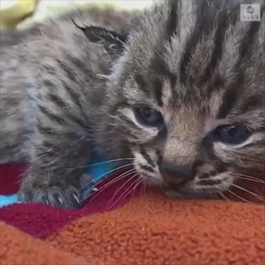 Park rangers in the Santa Monica mountains introduce four baby bobcats born to a mother who survived the Woolsey Fire. 