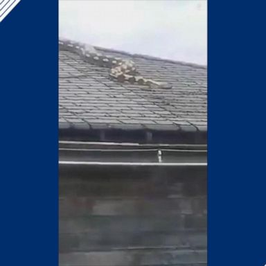 Neighbors watched an enormous snake as it moved on top of a garage roof until its owner returned home.