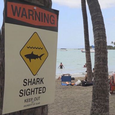 PHOTO: "The shark hit the kayak, tipped it over and chomped into my leg," Kimberly Bishop told ABC News affiliate KITV.