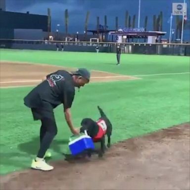 The Las Vegas Aviators' 'bat dog' goes above and beyond the call of duty, bringing the umpire a cooler of water, proving the players aren't the only ones working hard at the diamond.