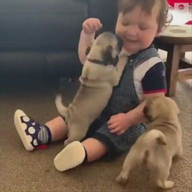 This baby is playing with a new litter of pug puppies.