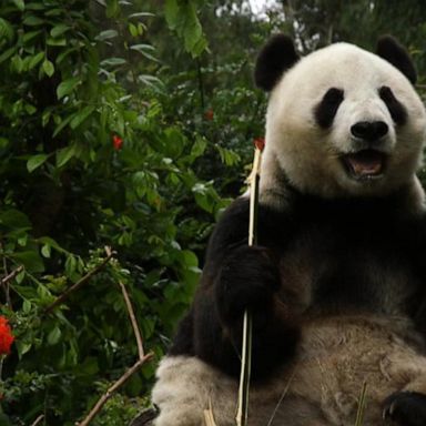 VIDEO: Last day to see the remaining two giant pandas at San Diego Zoo.