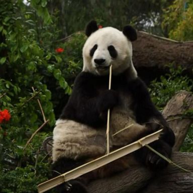 VIDEO: Pandas at San Diego Zoo set to return to China