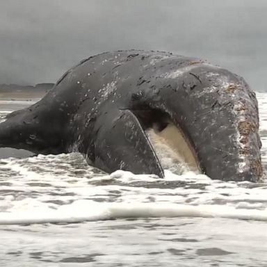 PHOTO: 9th gray whale this year washes ashore in San Francisco Bay Area