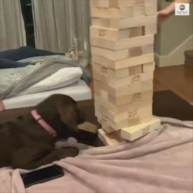 With the odds stacked against her, Remington the labrador puppy expertly pulled a block from the Jenga stack while her owner watched on in awe.