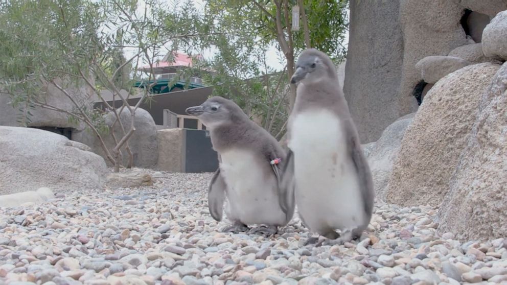 African Penguin Chicks Unveiled At San Diego Zoo