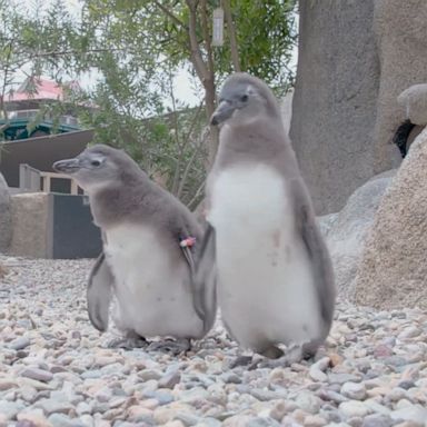 PHOTO: The chicks, named Doug and Barbara hatched two months ago.