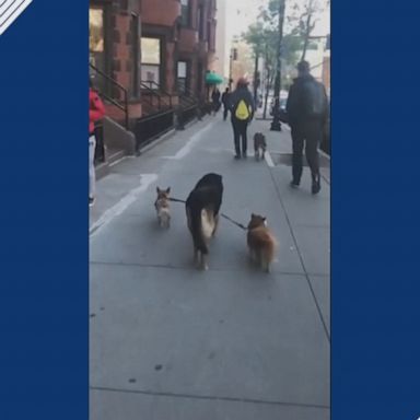 These adorable Boston pups don't need a hand, proving they're perfectly capable of taking themselves out for a leisurely stroll outside.