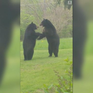 VIDEO: Big bears fight it out in front of New Jersey home