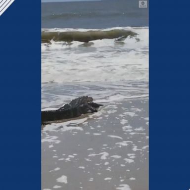 An alligator in North Carolina enjoyed a long walk on the beach as the waves crashed onto the shore.