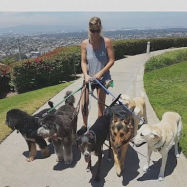 A high-speed police chase ended tragically this week when a stolen van barreled into a dog walker at a California intersection, killing her and five of the six dogs she was caring for.