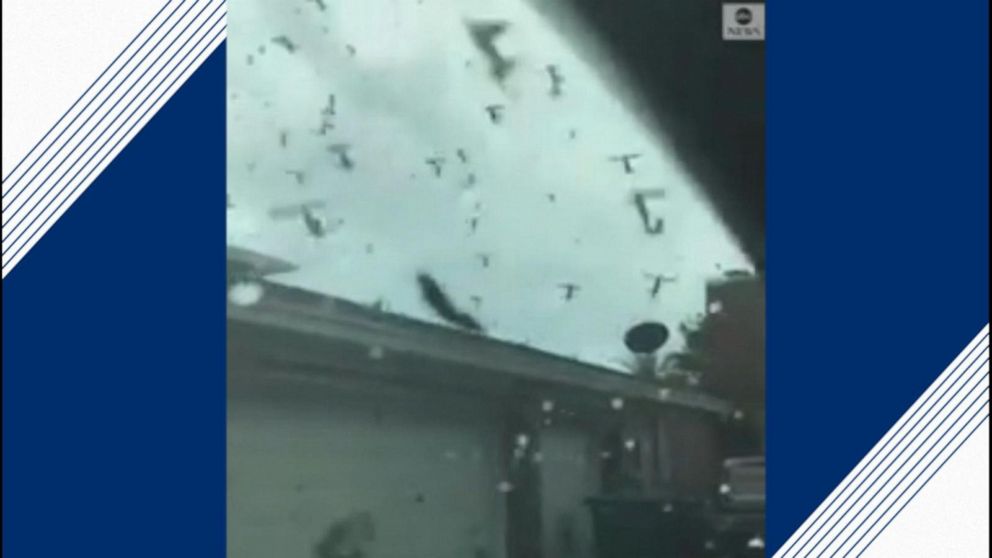 Swarm of love bugs overwhelm Florida woman's home Video - ABC News