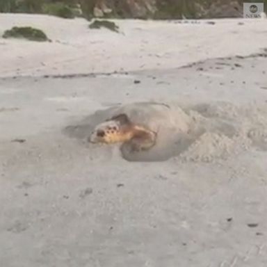 A sea turtle in Florida builds a nest for itself in the sand before sunrise.