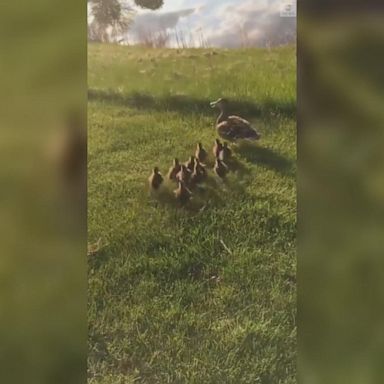 VIDEO: Ducklings reunite with mother duck