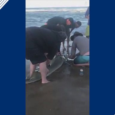 A group of beachgoers helped a fisherman remove plastic that was caught around a 4.5-foot shark's neck on a beach in Queensland.