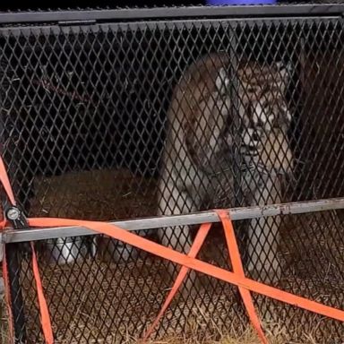 Brittany Garza, was arrested outside her Houston, Texas, home and faces animal cruelty charges