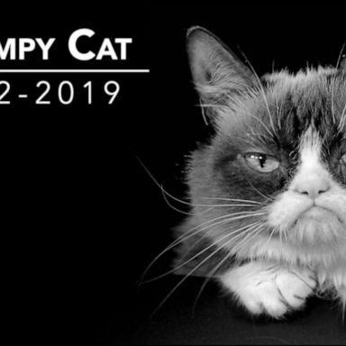 VIDEO: The life and legacy of 'Grumpy Cat'