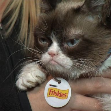 PHOTO: With her unique face and adorable personality, Grumpy Cat became a sensation years back that turned into the meme seen round the world.